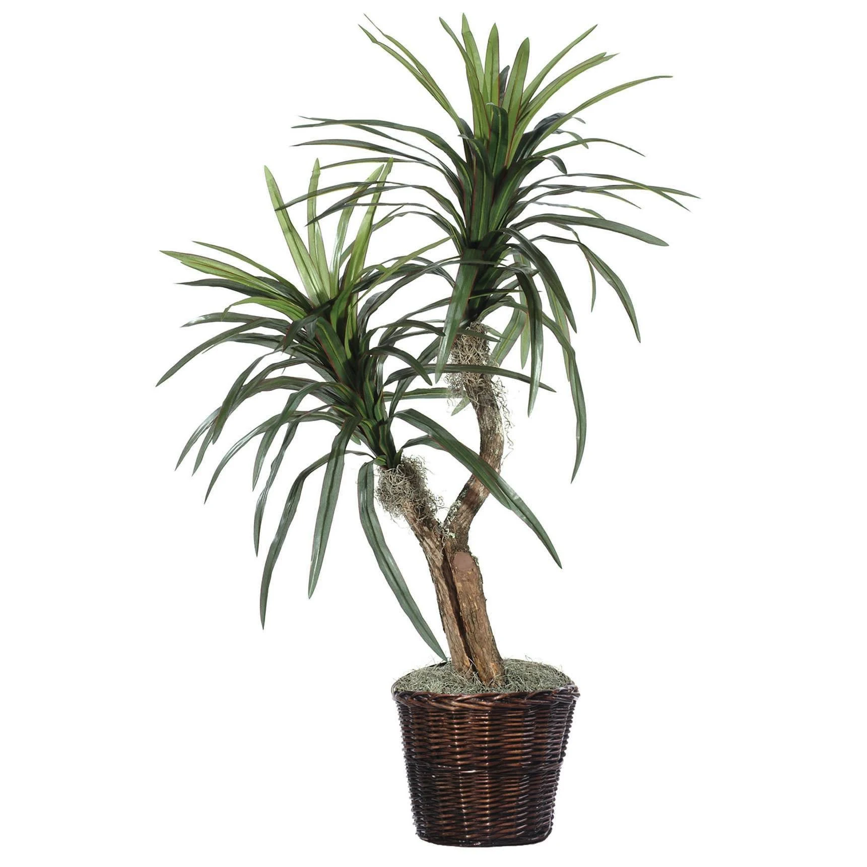 Vickerman Everyday 4' Artificial Marginata Bush in a Rattan Basket - Lifelike Home Office Decor - Faux Indoor Potted Bush