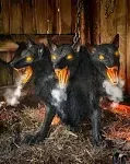 2.5 Ft Cerberus Three Headed Dog Animatronic