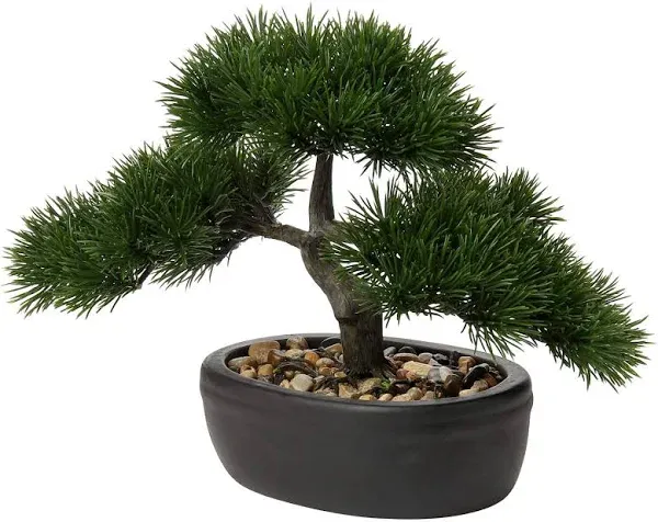 U/S Bonsai Tree