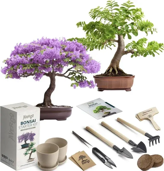 Bonsai Starter Kit – 2X Bonsai Tree | Complete Indoor Starter Kit for Grow